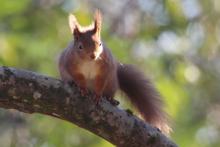 Red squirrel in the grounds at Mingarry Lodges