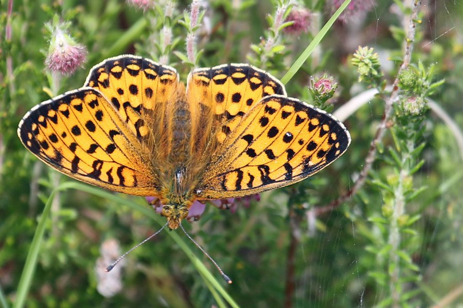Dark green fritillary butterfly