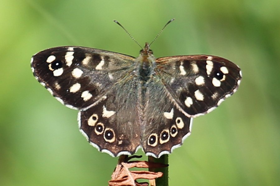 Speckled wood butterfly