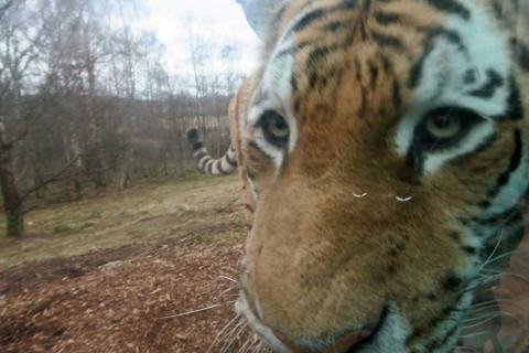 close encounters of the tiger kind