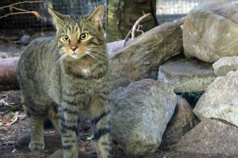 A young Scottish Wildcat -The Highland Tiger