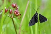 Chimney sweeper moth