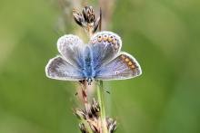 A female common blue butterfly