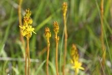 Bog asphodel