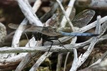 A male keeled skimmer dragonfly