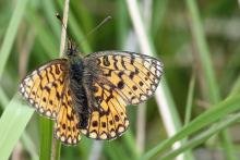 Small pearl bordered fritillary