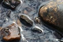 A frog amongst the ripples