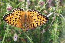 Dark green fritillary butterfly