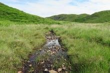 The numerous streams are great spots for dragonfly stalking