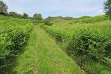 The grassy path up to the hills was full of chimney sweep moths