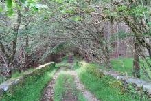 The old bridge back into Mingarry Woods