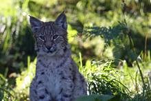 Lynx at The Highland Wildlife Park