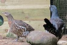 male and female capercaillie