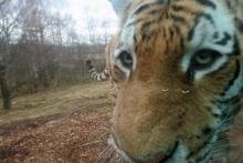 close encounters of the tiger kind