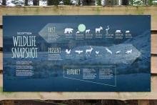 Scottish Wildlife Snapshot