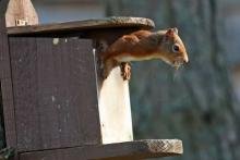 A red squirrel in a box