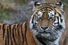 Another highland tiger...