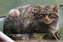 A mature Scottish Wildcat -The Highland Tiger
