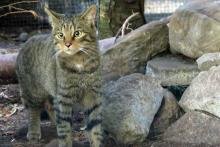 A young Scottish Wildcat -The Highland Tiger