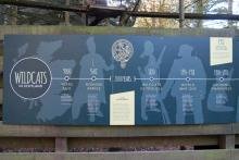 Wildcats have exisited in Scotland for over 9000 years