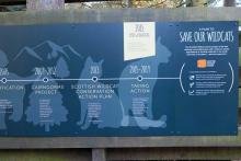 What future for the Scottish Wildcat?