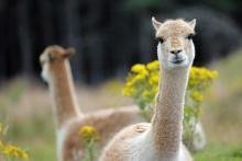 Vicuna at the Highland Wildlife Park