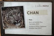 Chan - the male snow leopard