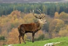 Monarch of the Park