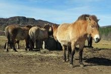 Przewalski Horse at the Highland Wildlife Park