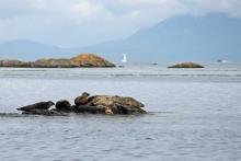 Seals on the skerries leaving Arisaig on the way to The Small Isles