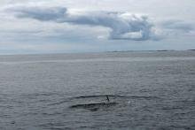A first sighting of a Minke whale from The MV Shearwater