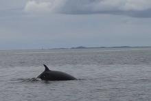 Close encounters with a Minke whale enroute to the Isle of Muck