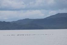 A raft of manx shearwater off the coast of Eigg