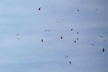 Common Terns by Gallanach Bay