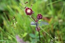 water avens, one of Jayne's favourite marrsh plants.