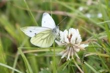A green veined white butterfly on white clover