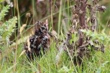 A wee snipe on the Isle of Muck