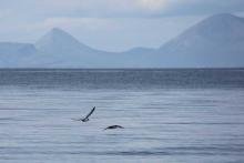 A final sighting of Manx Shearwater on our return to Eigg and Arisaig