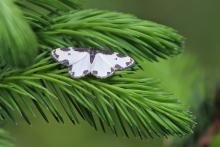 Clouded border moth - 23 June 2015