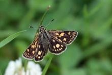 Chequered skipper - 23 June 2015