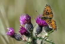 Small pearl borderd fritillary - 06 July 2015