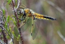 Four-spotted chaser - 23 June 2015