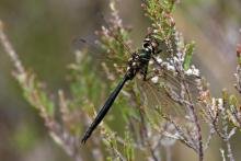 Male northern emerald dragonfly - 23 June 2015