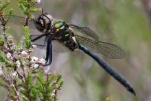 Male northern emerald dragonfly - 23 June 2015