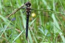 Female northern emerald dragonfly - 23 June 2015