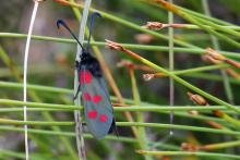 Six-spot burnet moth - 01 July 2015