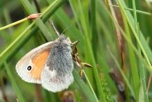Small heath butterfly - 01 July 2015