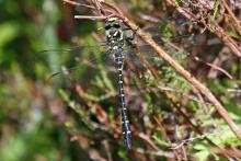 Golden ringed dragonfly - 06 July 2015