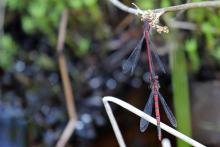 Large red damselfly - 06 July 2015