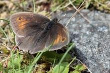 Meadow brown butterfly - 06 July 2015